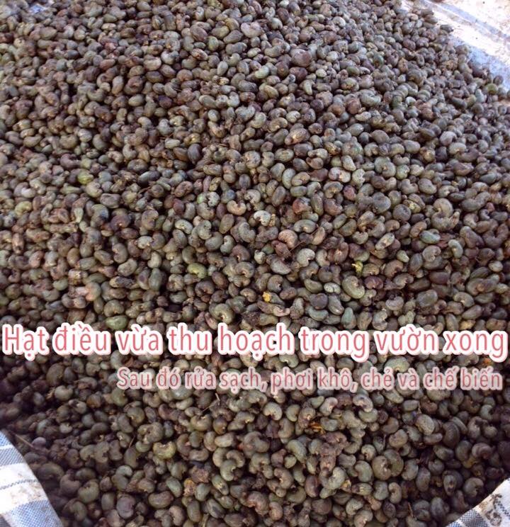 Làm sao biết hạt điều ngon dở, chất lượng ra sao?