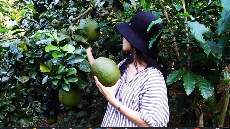 Bưởi da xanh hái tại vườn nhà Lê 1kg (ngọt - mọng nước - không sượng)