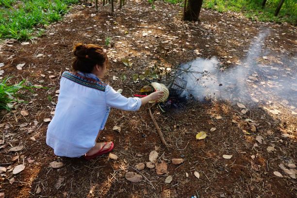 Mùa thu hoạch hạt điều năm 2019